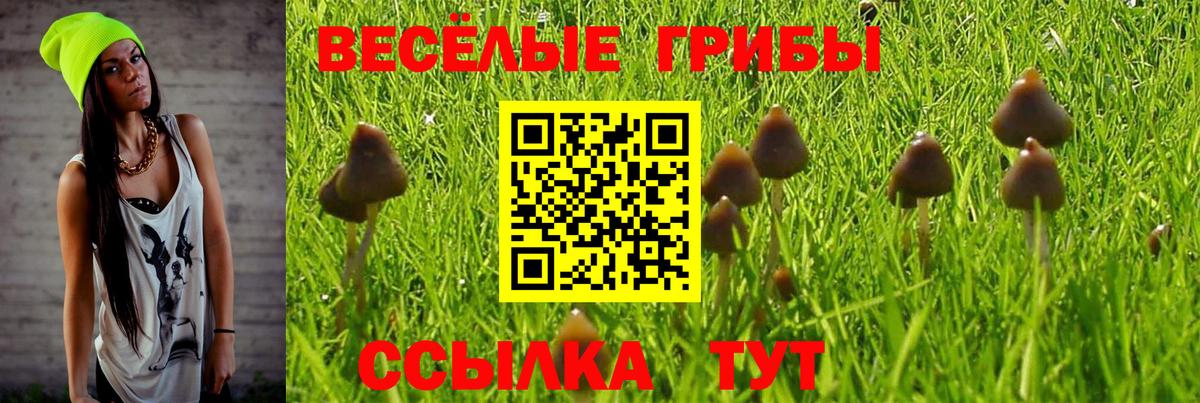 Ачхой-Мартан  Галлюциногенные грибы Psilocybe  Галлюциногенные грибы мухоморы  Вход с VPN 